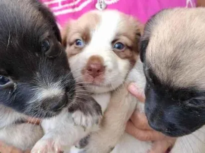 Cachorro raça SRD-ViraLata idade Abaixo de 2 meses nome sem nome