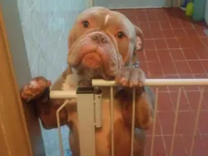 Cachorro raça Pit-Bull idade 1 ano nome shop