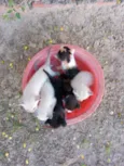 Gatos 
