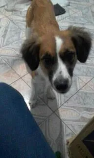 Cachorro raça SRD-ViraLata idade 6 ou mais anos nome Cindi