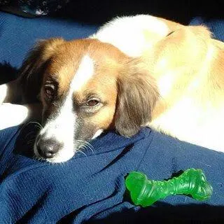 Cachorro raça SRD-ViraLata idade 6 ou mais anos nome Cindi