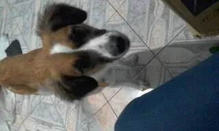 Cachorro raça SRD-ViraLata idade 6 ou mais anos nome Cindi