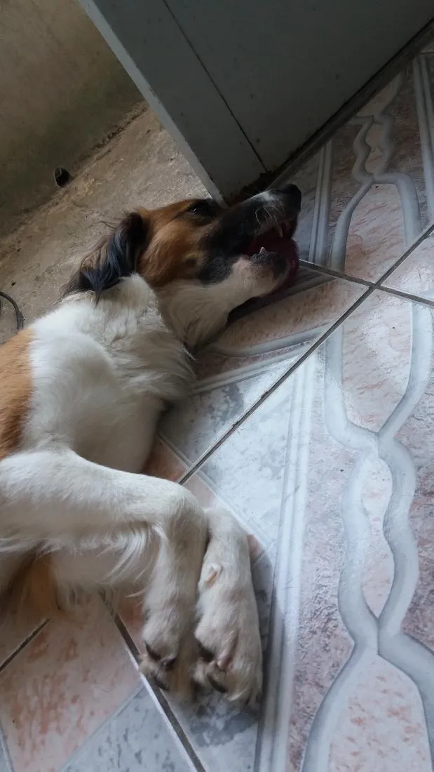 Cachorro raça SRD-ViraLata idade 6 ou mais anos nome Cindi