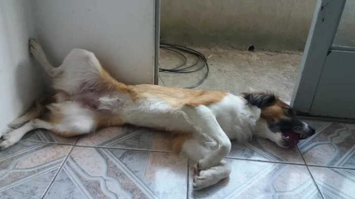Cachorro raça SRD-ViraLata idade 6 ou mais anos nome Cindi