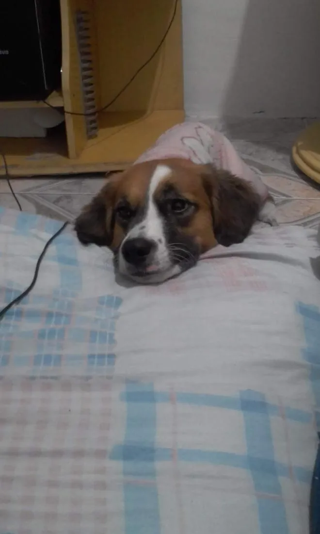 Cachorro raça SRD-ViraLata idade 6 ou mais anos nome Cindi