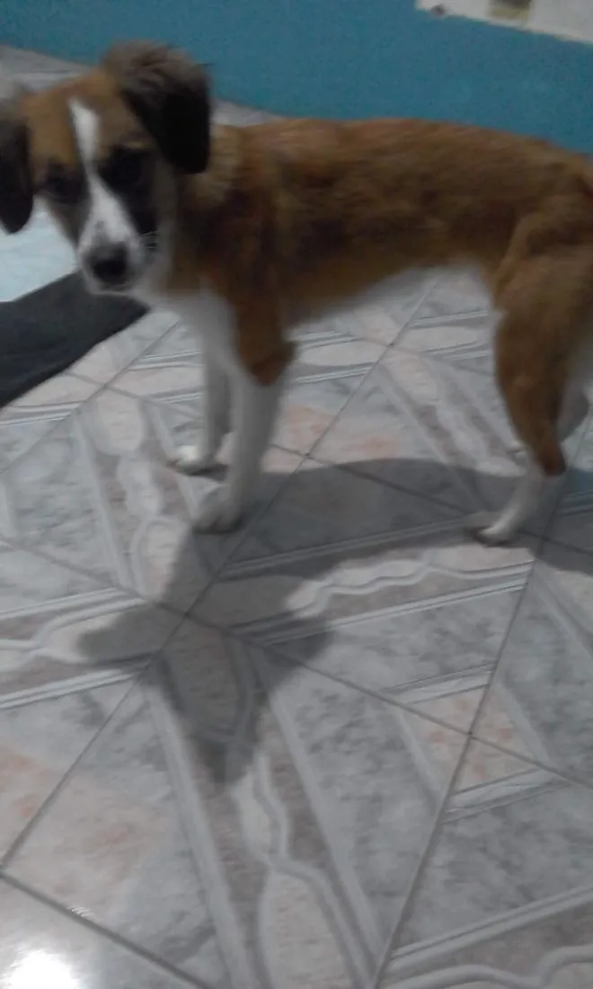 Cachorro raça SRD-ViraLata idade 6 ou mais anos nome Cindi