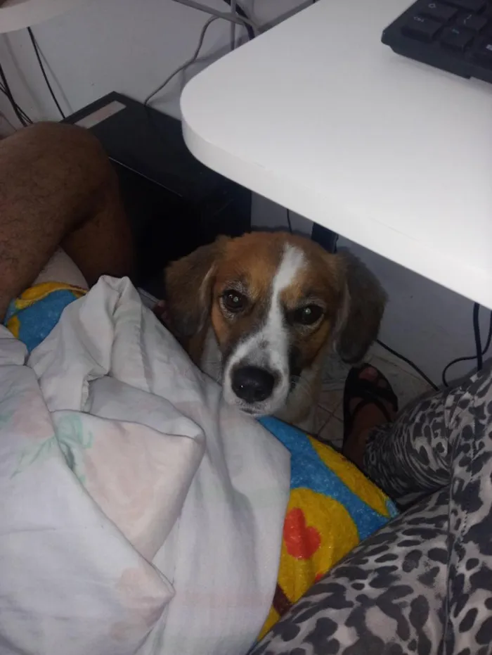 Cachorro raça SRD-ViraLata idade 6 ou mais anos nome Cindi