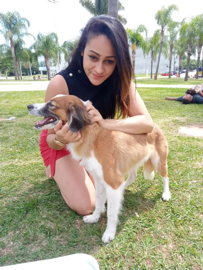 Cachorro raça SRD-ViraLata idade 6 ou mais anos nome Cindi