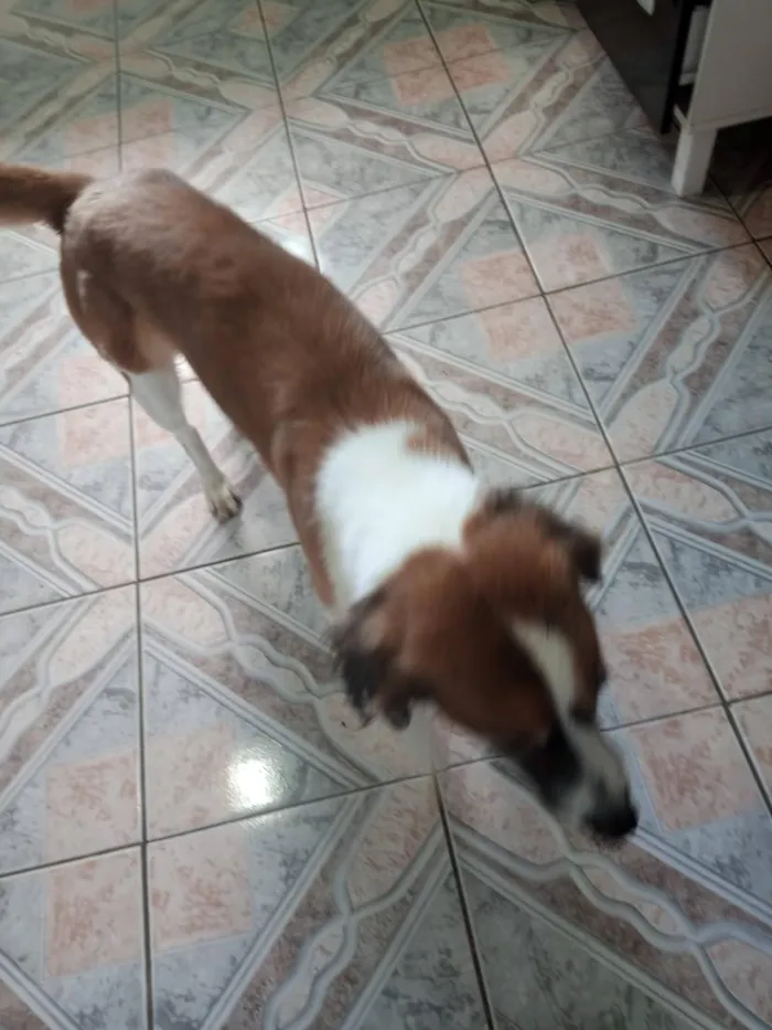 Cachorro raça SRD-ViraLata idade 6 ou mais anos nome Cindi