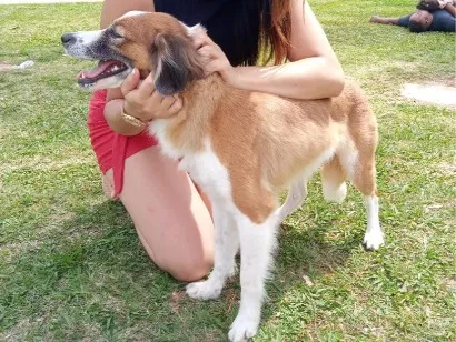 Cachorro raça SRD-ViraLata idade 6 ou mais anos nome Cindi