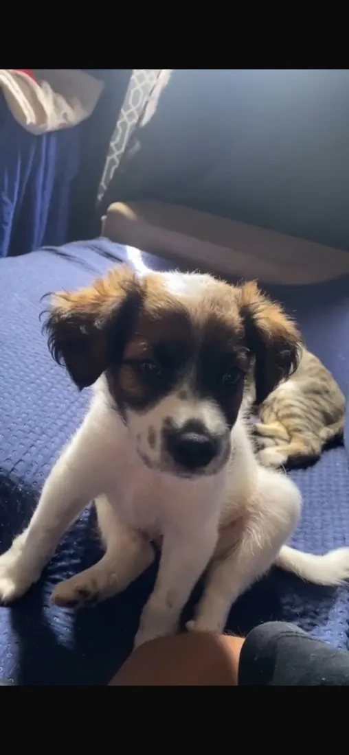 Cachorro raça SRD-ViraLata idade 2 a 6 meses nome Pastel
