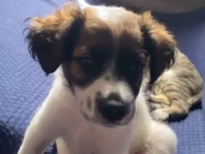 Cachorro raça SRD-ViraLata idade 2 a 6 meses nome Pastel