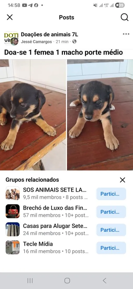 Cachorro raça SRD-ViraLata idade 2 a 6 meses nome srd