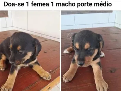 Cachorro raça SRD-ViraLata idade 2 a 6 meses nome srd