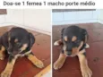 srd