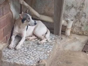 Cachorro raça SRD-ViraLata idade 2 anos nome todi