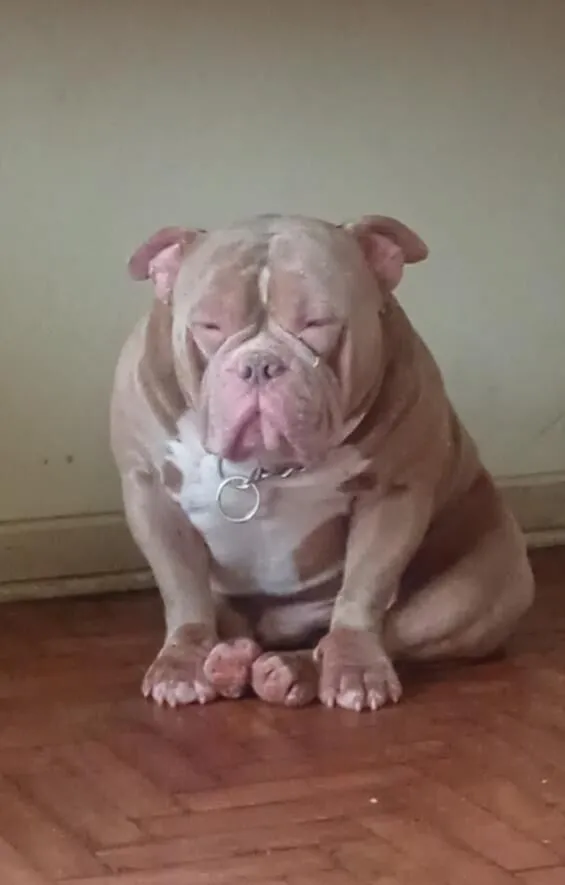 Cachorro raça Pit-Bull idade 1 ano nome shop