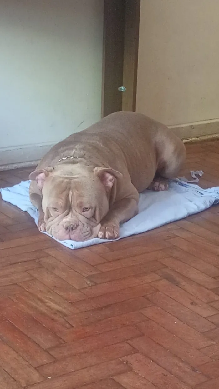 Cachorro raça Pit-Bull idade 1 ano nome shop