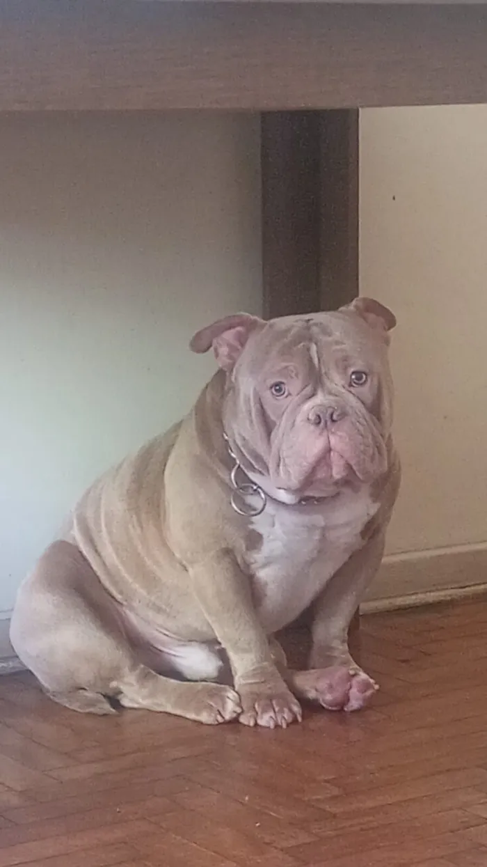 Cachorro raça Pit-Bull idade 1 ano nome shop
