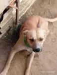 pitoco