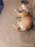 pitoco