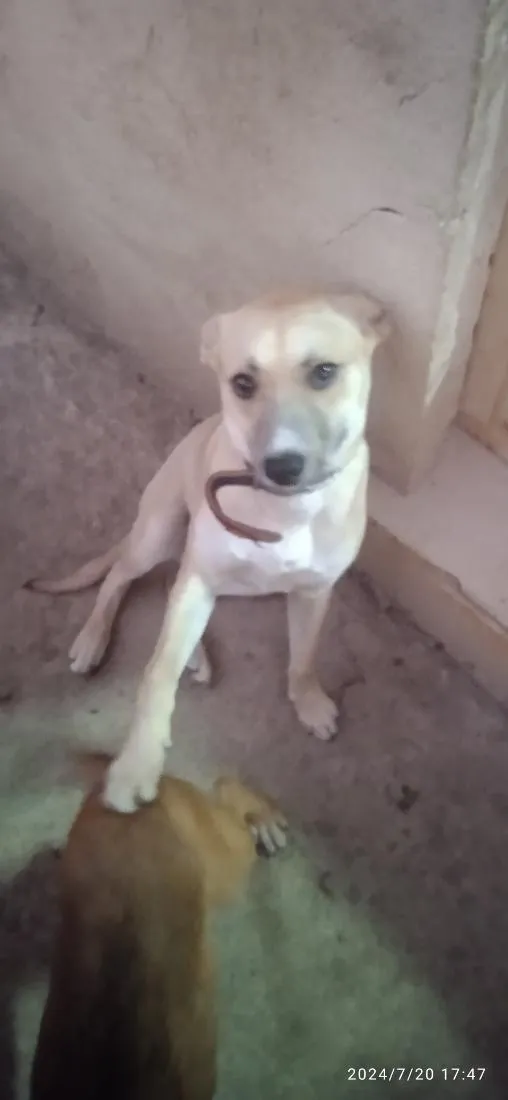 Cachorro raça SRD-ViraLata idade 2 anos nome pitoco