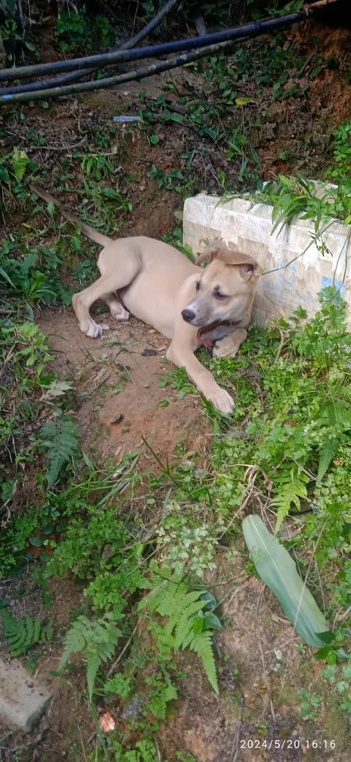 Cachorro raça SRD-ViraLata idade 2 anos nome pitoco