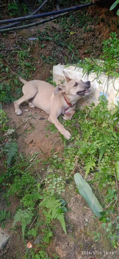 Cachorro raça SRD-ViraLata idade 2 anos nome pitoco