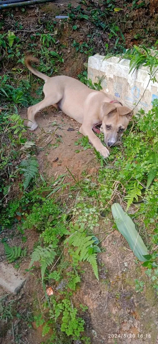 Cachorro raça SRD-ViraLata idade 2 anos nome pitoco