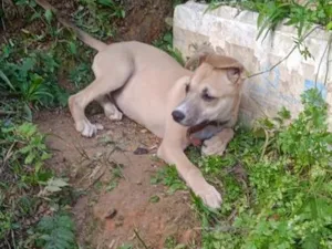 Cachorro raça SRD-ViraLata idade 2 anos nome pitoco