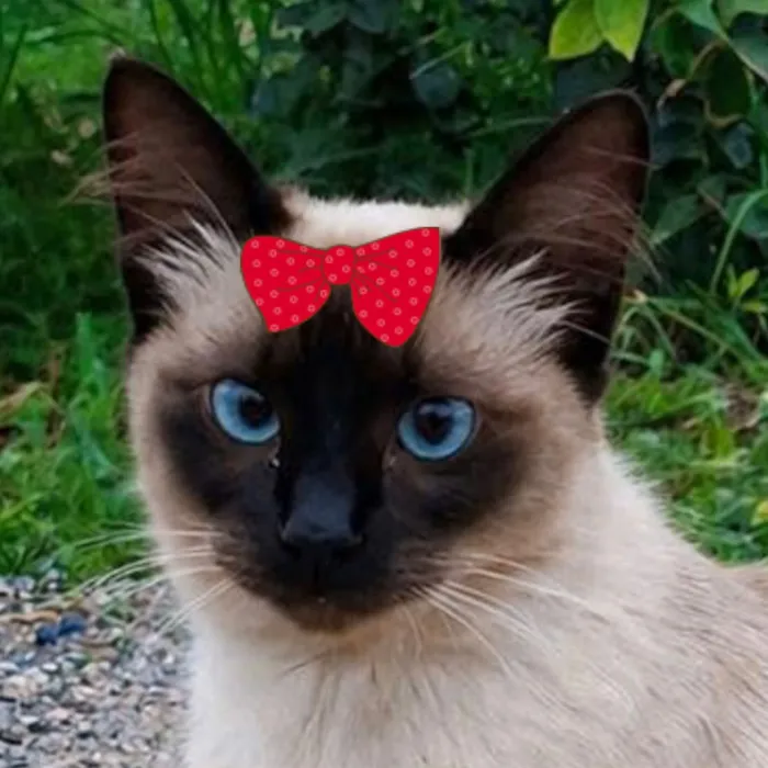 Gato raça Siamês idade 7 a 11 meses nome Suzi 