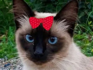 Gato raça Siamês idade 7 a 11 meses nome Suzi 