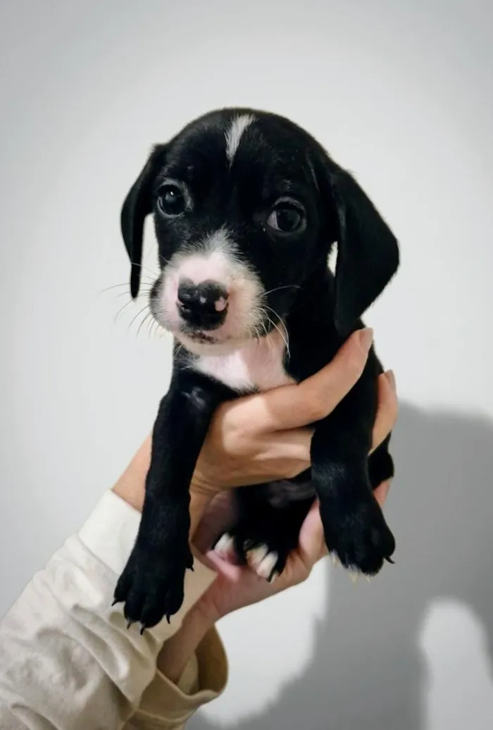Cachorro raça SRD-ViraLata idade 2 a 6 meses nome Relâmpago