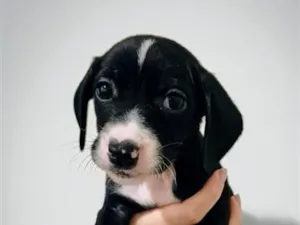 Cachorro raça SRD-ViraLata idade 2 a 6 meses nome Relâmpago