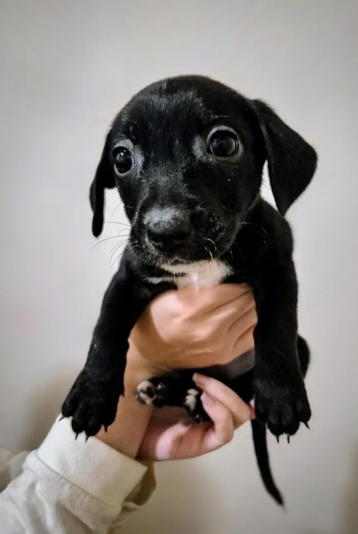 Cachorro raça SRD-ViraLata idade 2 a 6 meses nome Sol