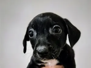 Cachorro raça SRD-ViraLata idade 2 a 6 meses nome Sol