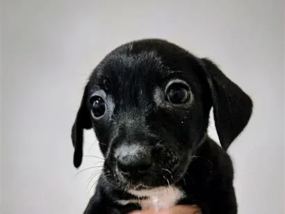 Cachorro raça SRD-ViraLata idade 2 a 6 meses nome Sol