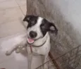 Perrito