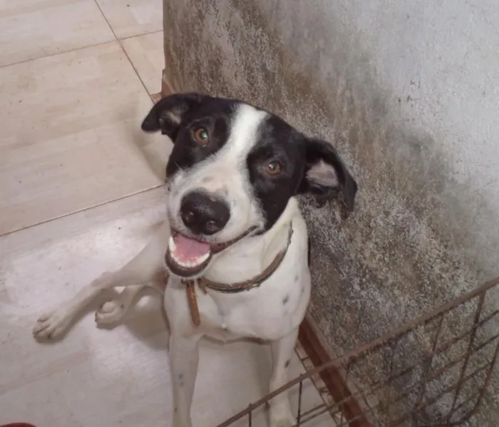 Cachorro raça SRD-ViraLata idade 1 ano nome Perrito