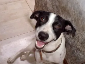 Cachorro raça SRD-ViraLata idade 1 ano nome Perrito