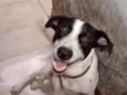Perrito