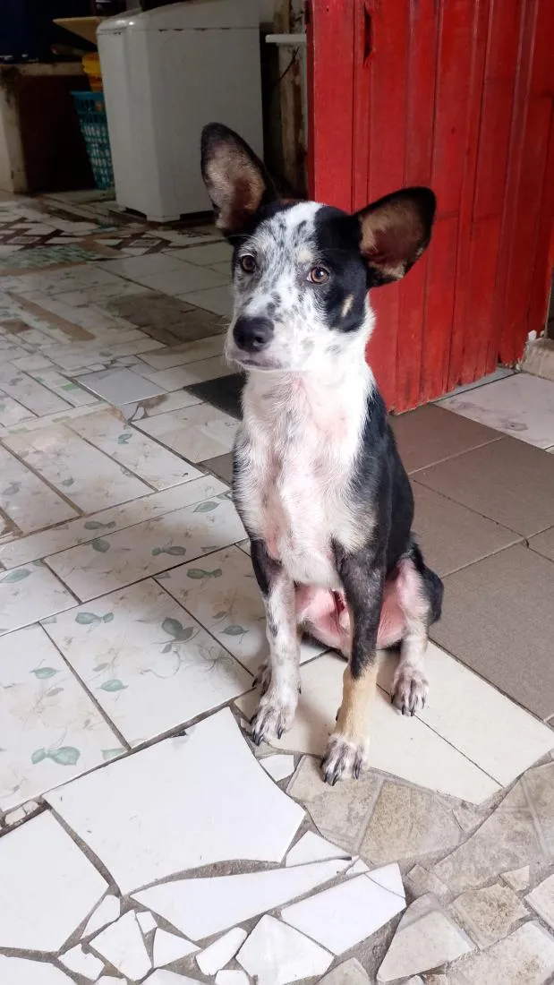 Cachorro raça SRD-ViraLata idade 7 a 11 meses nome Lock