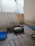 Didigo