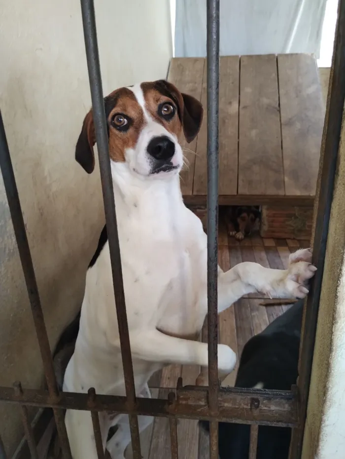 Cachorro raça SRD-ViraLata idade 2 anos nome Didigo