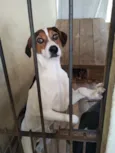 Didigo