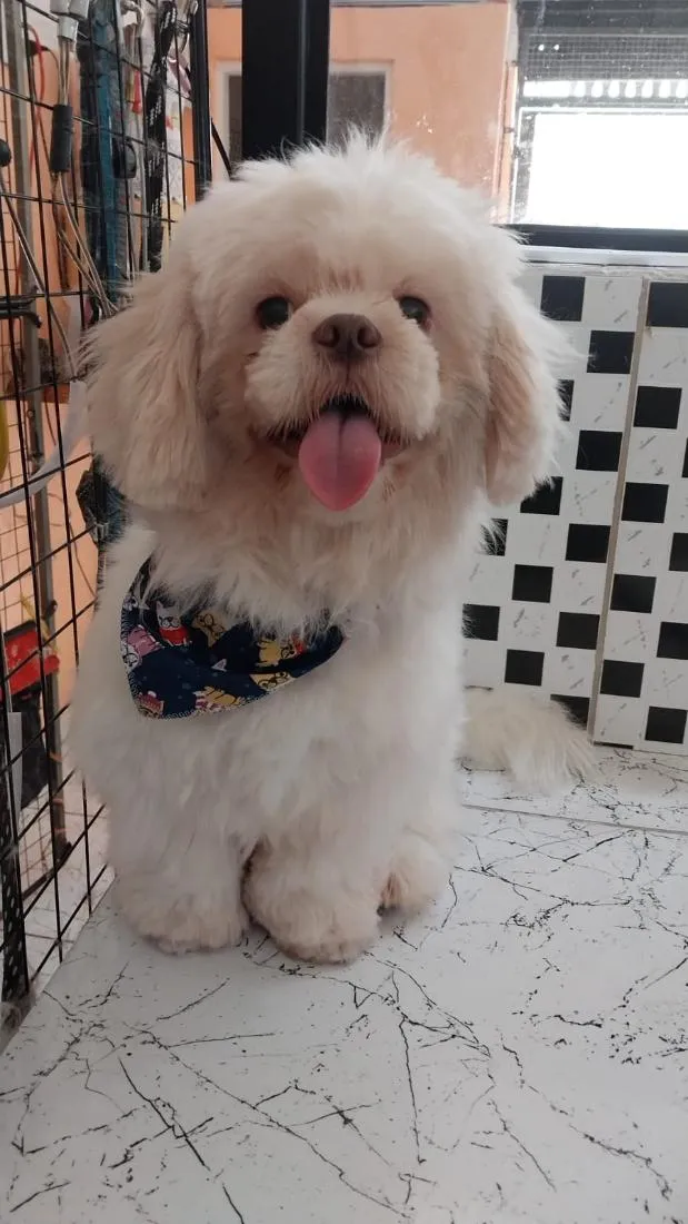 Cachorro raça Shitzu idade 1 ano nome ice