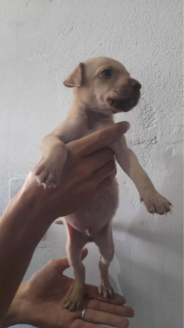 Cachorro raça Galgo idade Abaixo de 2 meses nome loiro