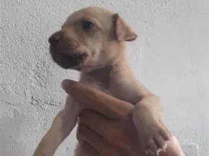 Cachorro raça Galgo idade Abaixo de 2 meses nome loiro