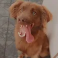 Calleri