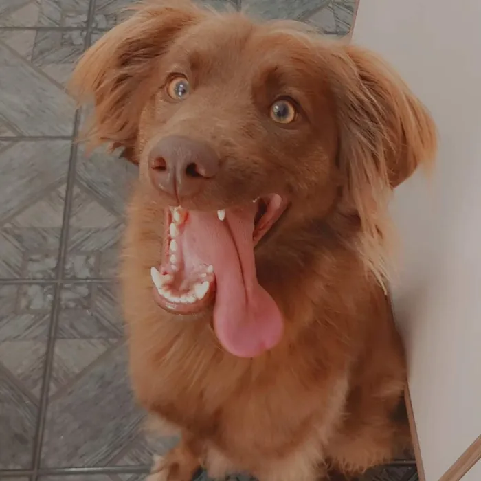 Cachorro raça SRD-ViraLata idade 4 anos nome Calleri